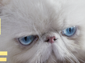 gato descomplicado, personaje principal nueva campaña Claro.