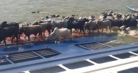 resesnaufragio-1100x619-600x320