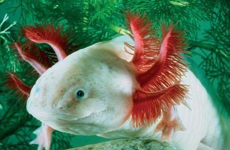 Aparato Respiratorio (II)