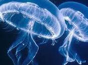 Aparato Respiratorio (II)