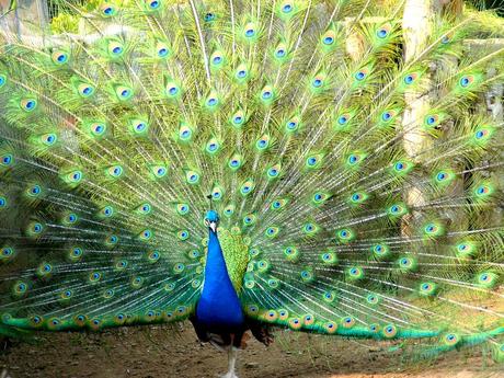 Peacock_feather1