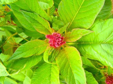 Morogo tradicional: el vegetal más nutritivo 