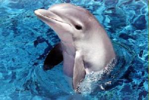 delfin-mular3