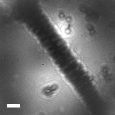 Tecnica revolucionaria para ver en detalle estructuras biologicas individuales de un nanometro.