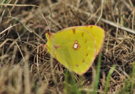 Amarilla (Colias croceus)