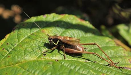 Grillo de Roesel (Metrioptera roeselii)