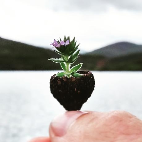 Intento cuidar los pequeños detalles que hacen tan g...