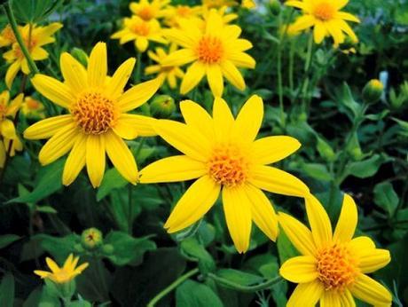Básicos de neceser: Arnica Gel Básicos de neceser: Arnica Gel
