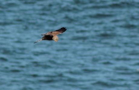 Cernícalo vulgar (Falco tinnunculus)