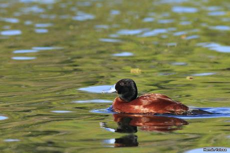 Macho de pato zambullidor chico
