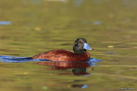 Macho de pato zambullidor chico