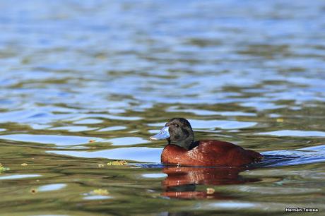 Macho de pato zambullidor chico