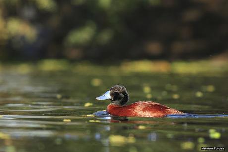 Macho de pato zambullidor chico