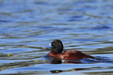 Macho de pato zambullidor chico