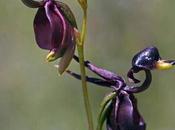 extremadamente rara "orquídea pato volador”