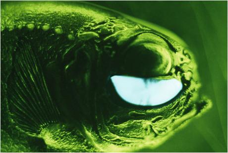 El inusual pez linterna