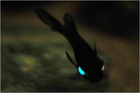 El inusual pez linterna