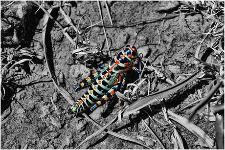 El saltamontes arco iris