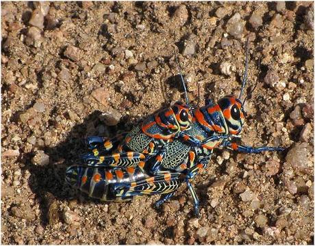 El saltamontes arco iris