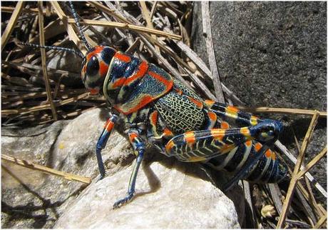 El saltamontes arco iris