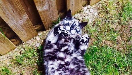 Un gato único lentamente cambia de negro para blanco