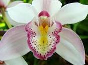 Orquídea truco jardineria