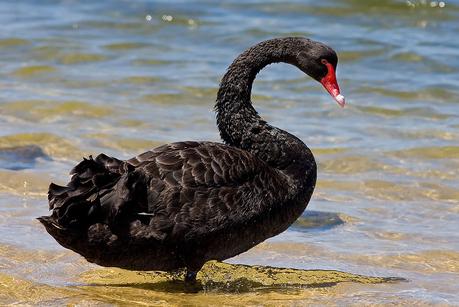 Prevenir Cisnes Negros: 6 consejos sobre cómo gestionar la incertidumbre.