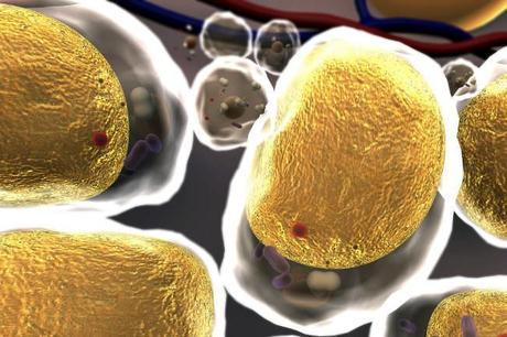 Para reducir el colesterol, ¿es útil disminuir el colesterol que comemos? Para reducir el colesterol, ¿es útil disminuir el colesterol que comemos?