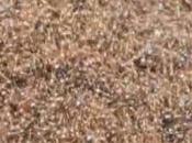 isla flotante hormiguas