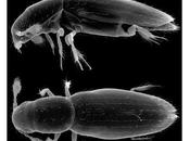 Confirmado insecto pequeño mundo