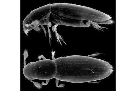 Confirmado el insecto más pequeño del mundo