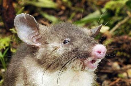 Descubren una rata con nariz de cerdo en Indonesia