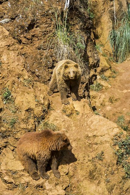 Osos de Cabárceno