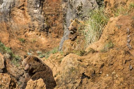 Osos de Cabárceno