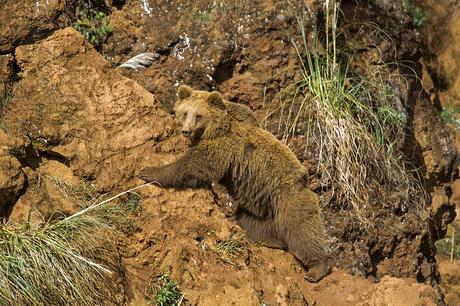 Osos de Cabárceno