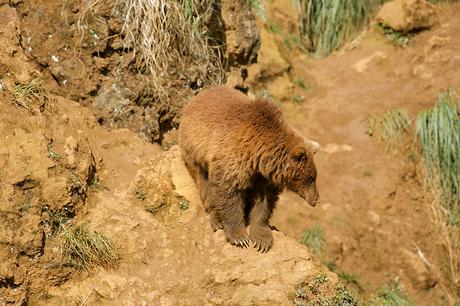 Osos de Cabárceno