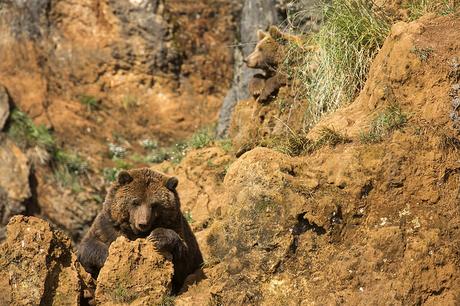 Osos de Cabárceno