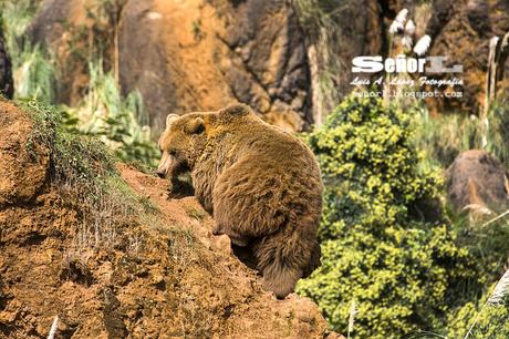 Cabárceno, la reserva del oso pardo