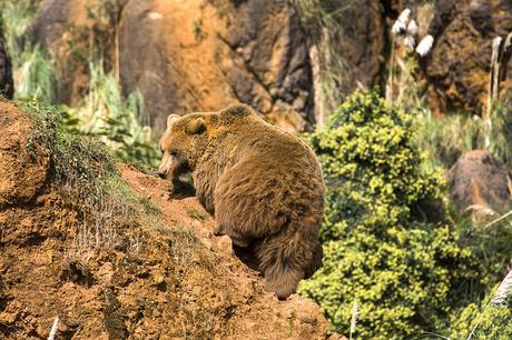 Osos de Cabárceno