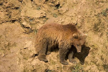 Osos en Cabárceno