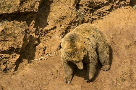 Osos en Cabárceno