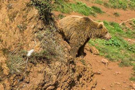 Osos en Cabárceno