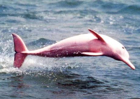 Conoce a Pinky, el delfín rosa de Louisiana