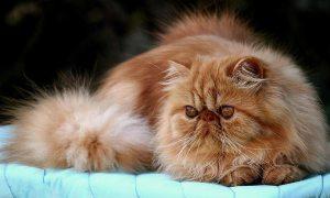 razas-gatos-persa