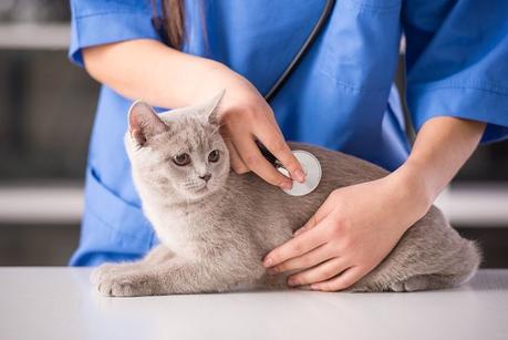 Es muy importante visitar al veterinario ante cualquier síntoma extraño