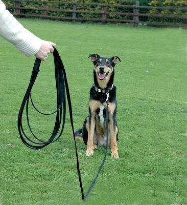 El entrenamiento con tu perro y las distancias