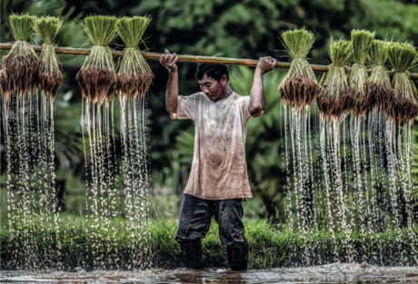 día mundial de la alimentación 2015