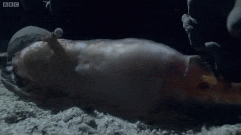 Un asesino desconocido escondido en el mar