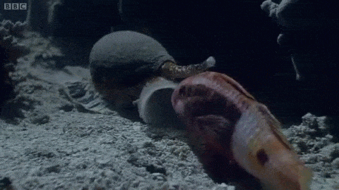 First, the snail uses a needle to inject its prey with venom.