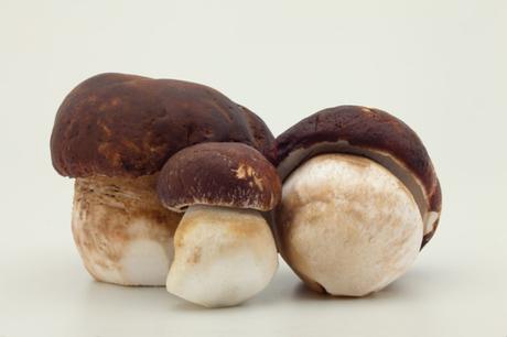 ceps-aceite-silvan-nature